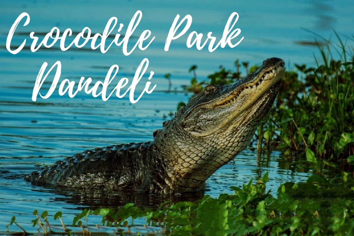 Crocodile Park